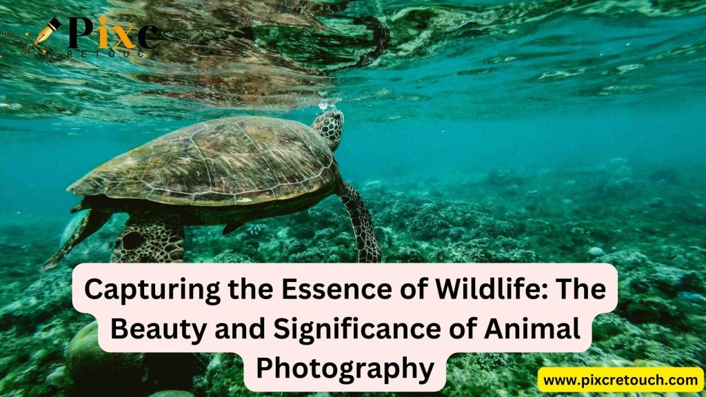 Capturing the Essence of Wildlife: The Beauty and Significance of Animal Photography