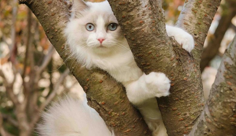 Capturing the Essence of Wildlife: The Beauty and Significance of Animal Photography