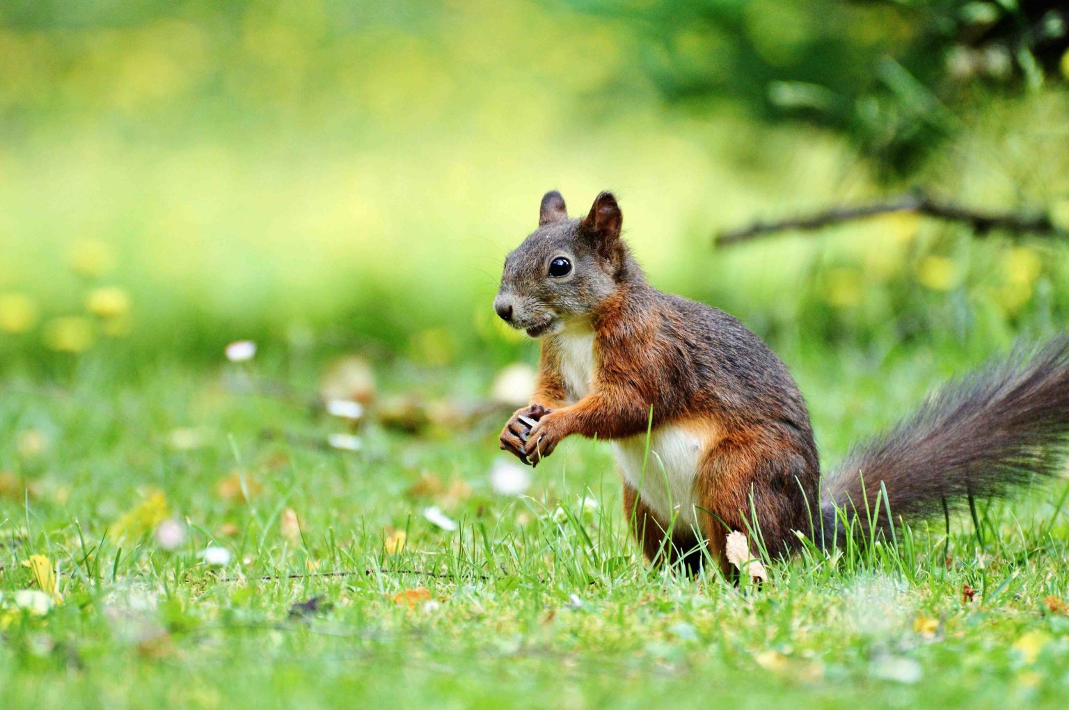 Capturing the Essence of Wildlife: The Beauty and Significance of Animal Photography